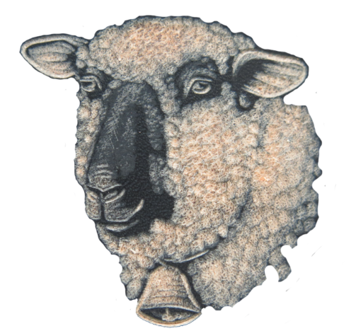 Braunköpfiger Fleischschafkopf (16)