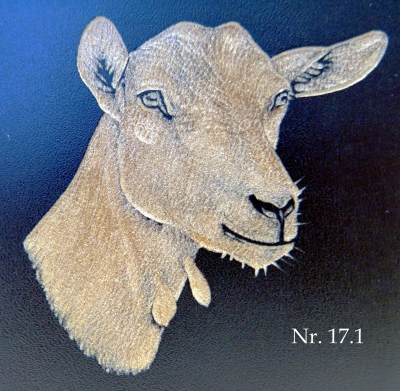 Saanen Geisskopf (17.1)