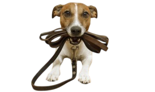 Hundeleine_320x240-Photoroom