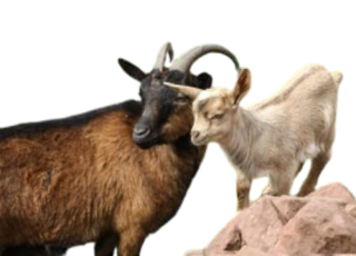 A Zwergziegen Glocke mit Riemen 40-45cm